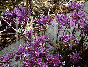 Picture of Allium uniflorum 