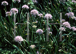 Picture of Allium validum 