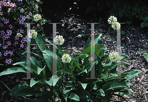 Picture of Allium victorialis 