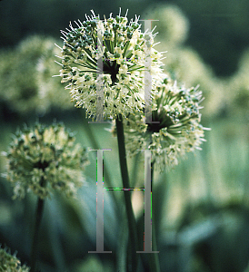 Picture of Allium victorialis 