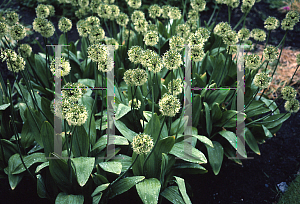 Picture of Allium victorialis 