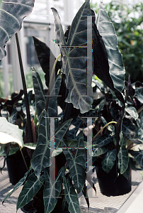 Picture of Alocasia longiloba 