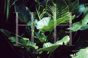 Picture of Alocasia macrorrhiza 