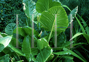 Picture of Alocasia macrorrhiza 