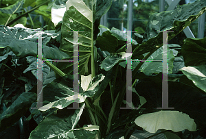 Picture of Alocasia macrorrhiza 'Variegata'