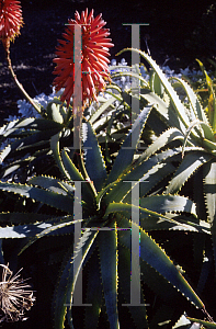 Picture of Aloe arborescens 