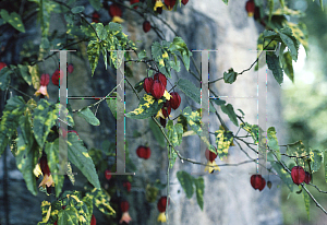 Picture of Abutilon megapotamicum 'Variegatum'