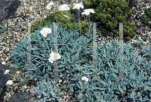 Picture of Achillea nana 