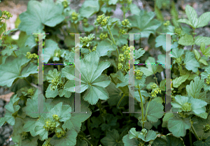 Picture of Alchemilla acutiloba 