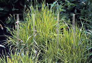 Picture of Alopecurus pratensis 'Aureovariegatus'