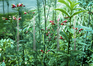 Picture of Alstroemeria psittacina 