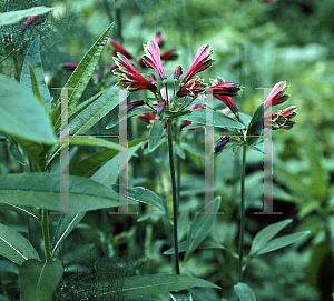 Picture of Alstroemeria psittacina 