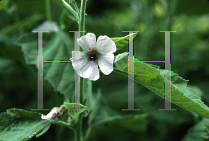 Picture of Althaea officinalis 
