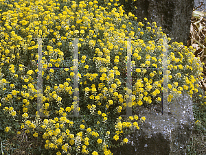 Picture of Alyssum rostratum 