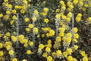 Picture of Alyssum rostratum 