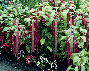 Picture of Amaranthus caudatus 