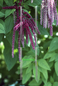 Picture of Amaranthus caudatus 