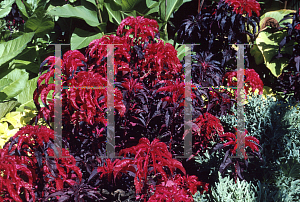Picture of Amaranthus tricolor 'Molten Fire'