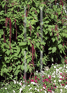 Picture of Amaranthus caudatus 