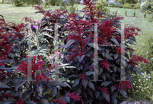 Picture of Amaranthus hypochondriacus 