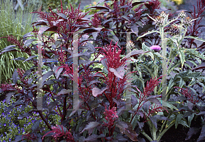 Picture of Amaranthus hypochondriacus 