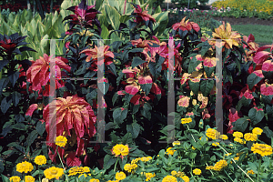 Picture of Amaranthus tricolor 'Illumination'