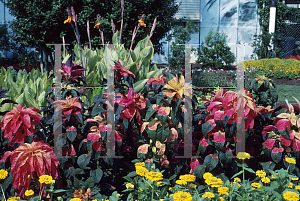 Picture of Amaranthus tricolor 'Illumination'