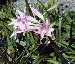 Picture of X Amarcrinum memoria-corsii 