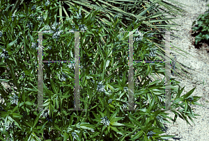 Picture of Amsonia tabernaemontana var. salicifolia 