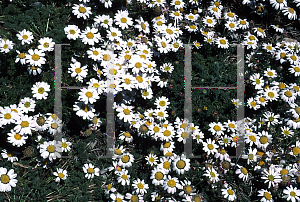 Picture of Anacyclus pyrethrum var. depressus 