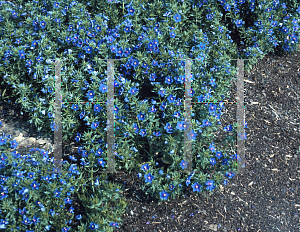 Picture of Anagallis monellii 'Blue Light'