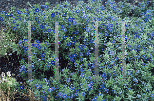 Picture of Anagallis monellii 'Blue Light'