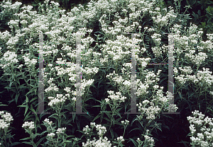 Picture of Anaphalis margaritacea 