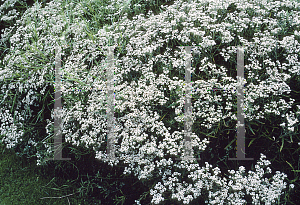 Picture of Anaphalis margaritacea var. angustior 