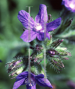 Picture of Anchusa azurea 'Dropmore'