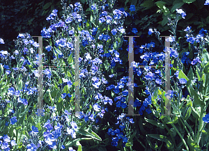 Picture of Anchusa azurea 'Loddon Royalist'