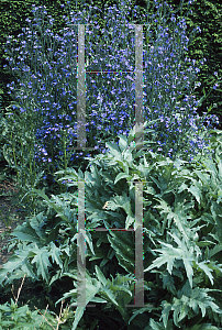 Picture of Anchusa azurea 'Loddon Royalist'