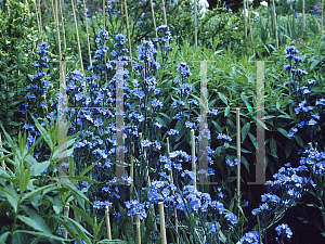 Picture of Anchusa azurea 