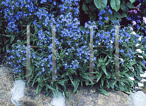 Picture of Anchusa capensis 