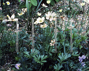 Picture of Anemone magellanica 