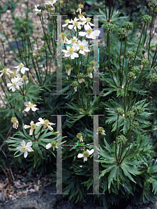 Picture of Anemone narcissiflora 