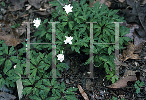 Picture of Anemone nemorosa 