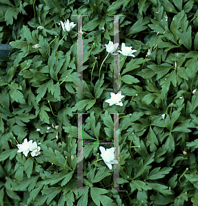 Picture of Anemone nemorosa 'Vestal'