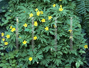 Picture of Anemone ranunculoides 