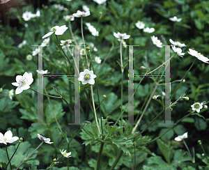 Picture of Anemone rivularis 