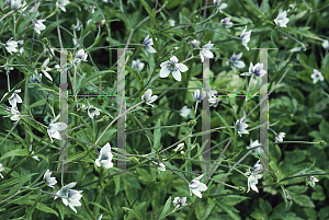 Picture of Anemone rivularis 