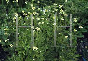 Picture of Anemone virginiana 