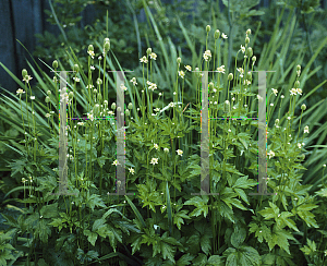 Picture of Anemone virginiana 