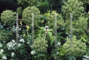 Picture of Angelica archangelica 