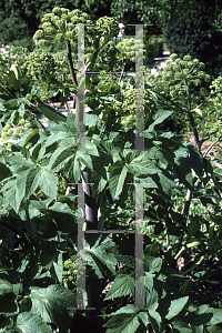 Picture of Angelica sylvestris 